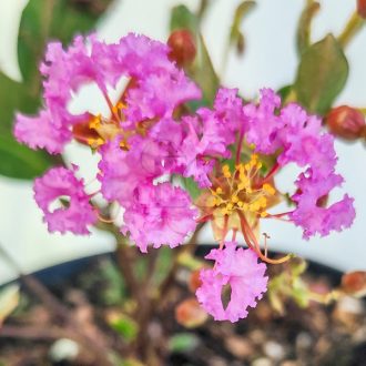   Lagerstroemia "With Love Eternal"-Kínai selyemmirtusz (törpe)