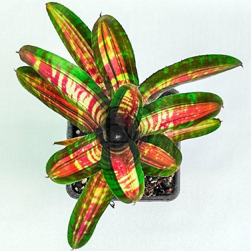 Neoregelia Sweet Ice Cream 