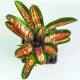 Neoregelia Sweet Ice Cream 