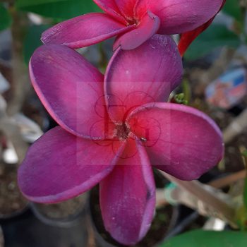 Plumeria rubra "Black Purple" Plumeria rubra "Black Purple"