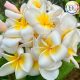 Plumeria rubra "Chayawan"