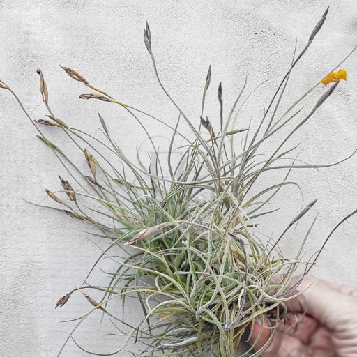 Tillandsia Bandensis x Crocata Pulk 