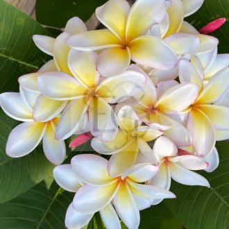 Plumeria rubra "Crazy" JJ