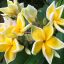 Plumeria rubra "Bali Palace"