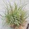 Tillandsia Rectifolia Wireball