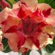 Adenium obesum "Hoang Phi Hong"(69)