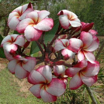 Plumeria rubra "Venice" dugvány Plumeria rubra "Venice" dugvány
