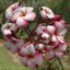 Plumeria rubra "Venice" dugvány