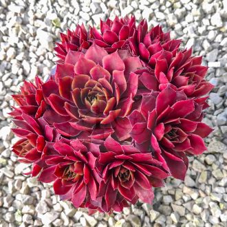 Sempervivum sp.2/Nagy-Kövirózsa