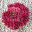 Sempervivum sp.2/Nagy-Kövirózsa