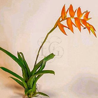 Tillandsia Dyeriana Racianea/L