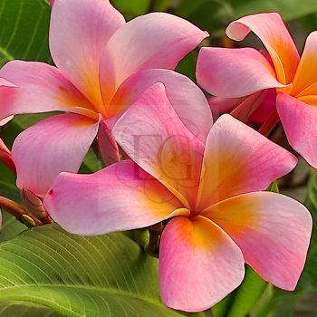 Plumeria rubra "Milazzo Pink" Plumeria rubra "Milazzo Pink"