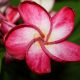 Plumeria rubra "Rimfire"