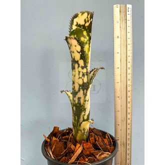 Billbergia Blanca