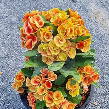 Euphorbia milii "Sunday Morning" (N-4) Euphorbia milii "Sunday Morning" (N-4)