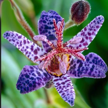 Tricyrtis hirta "Blue Wonder"-Borzas púpliliom Tricyrtis hirta "Blue Wonder"-Borzas púpliliom