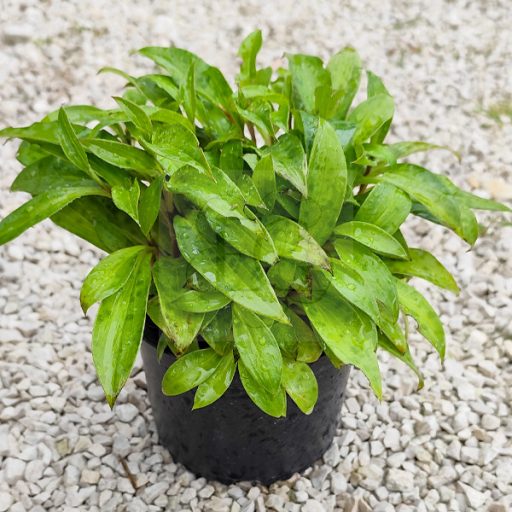 Tricyrtis hirta "Blue Wonder"-Borzas púpliliom