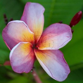 Plumeria rubra "Muang Wadee" Plumeria rubra "Muang Wadee"
