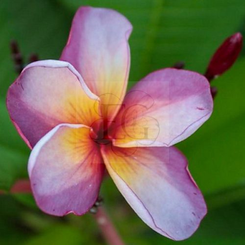 Plumeria rubra "Muang Wadee"