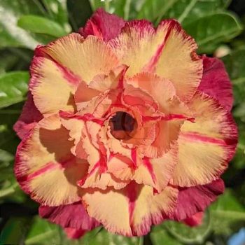Adenium obesum "Purple Gold" (TQC37) Adenium obesum "Purple Gold" (TQC37)