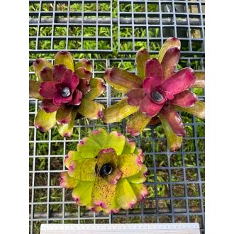 Neoregelia Carvier X Linda 