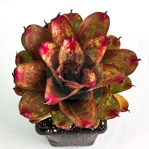 Neoregelia Orange Star