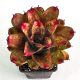 Neoregelia Orange Star