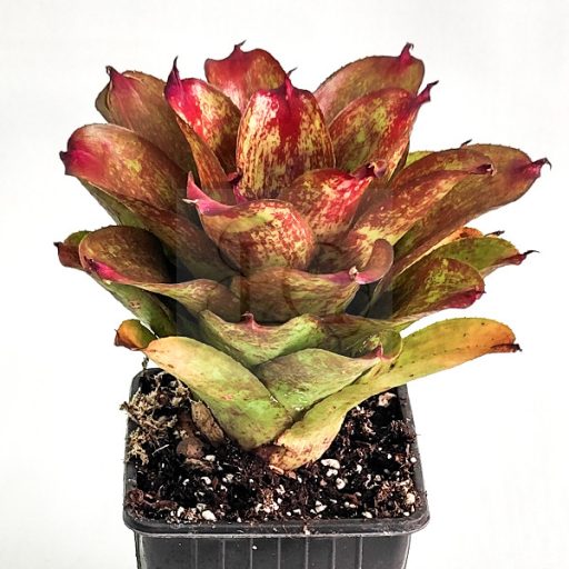 Neoregelia Orange Star
