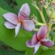 Plumeria rubra "Siam Lavander"