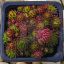 Sempervivum "Jovibarba Arenaria 'Osttirol"-Kövirózsa