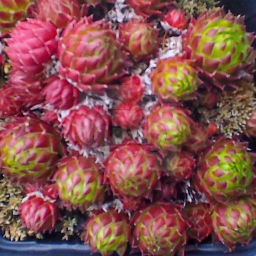 Sempervivum "Jovibarba Arenaria 'Osttirol"-Kövirózsa