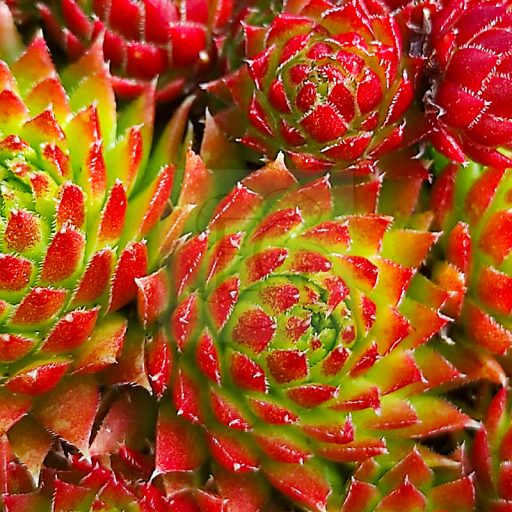 Sempervivum "Jovibarba Arenaria 'Osttirol"-Kövirózsa