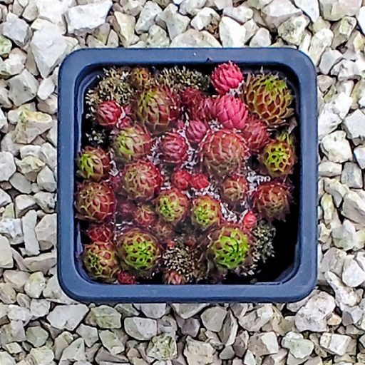 Sempervivum "Jovibarba Arenaria 'Osttirol"-Kövirózsa