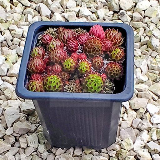 Sempervivum "Jovibarba Arenaria 'Osttirol"-Kövirózsa