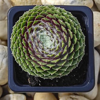 Sempervivum sp.11-Kövirózsa