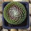 Sempervivum sp.11-Kövirózsa