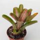 Neoregelia Nonis 