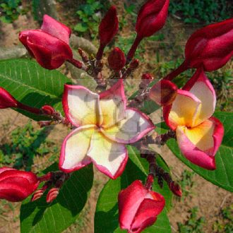 Plumeria rubra "Taj Mahal" JJ