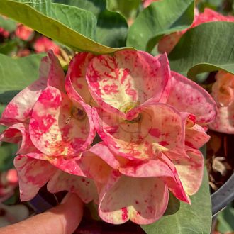 Euphorbia milii "Phar Thum Rat" (A83)