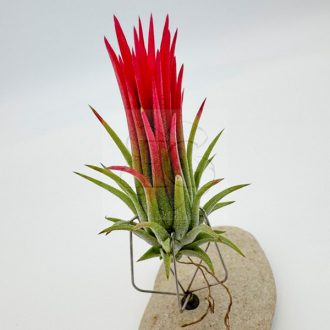 Tillandsia Ionantha Fuego Pulk/L
