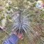 Tillandsia Tectorum XL
