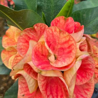 Euphorbia milii "Sap Krong Thong"