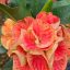 Euphorbia milii "Sap Krong Thong"