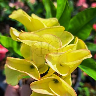 Euphorbia milii "Khieng Chan" (A23)
