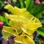 Euphorbia milii "Khieng Chan" (A23)