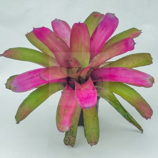 Neoregelia Shocking Pink