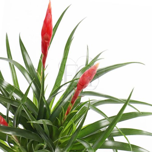 Tillandsia (Vriesea) Astrid