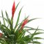 Tillandsia Vriesea Astrid