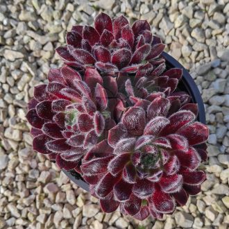 Sempervivum sp.22/Nagy-Kövirózsa