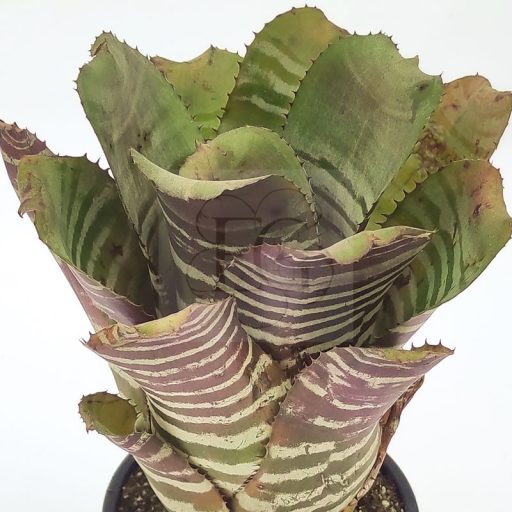 Aechmea Mini Chantinii Hybrid/L